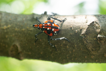 Spotted lanternfly red nymph stage, Berks County, Pennsylvania