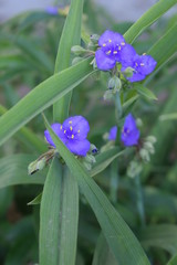 Kwitnąca trzykrotka