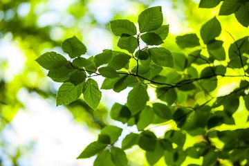 Fototapeta na wymiar Leaves on branches