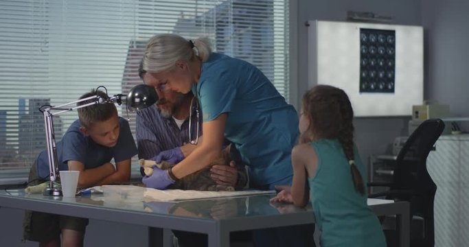 Veterinarian bandaging cats legs