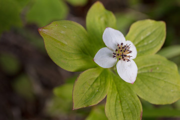 Trillium flower