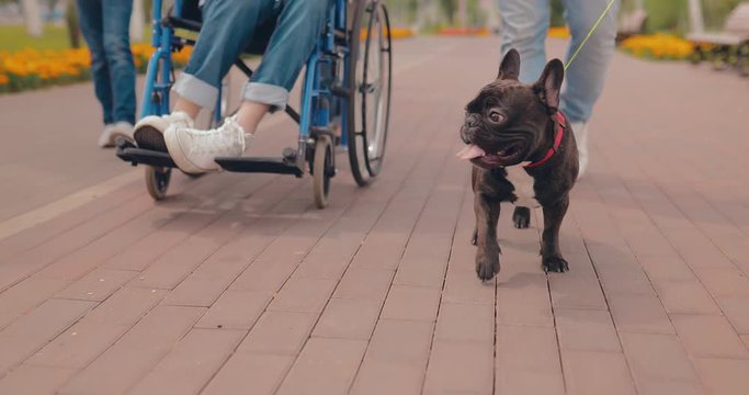 Man rides in a wheelchair on the way, a dog runs on a leash nearby. Bottom view.