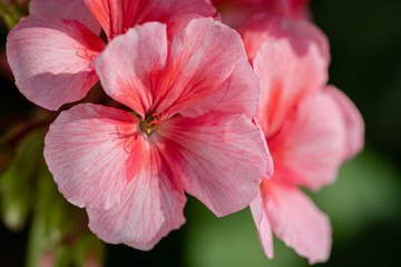 Fototapeta na wymiar Pink color of flower petals Pelargonium zonale Willd. Macro photography of beautiful petals, causing pleasant feeling from viewing photos. Selective, soft, focus of blooming plant.