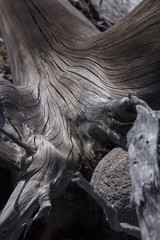 Fototapeta na wymiar metallic drift fir wood texture
