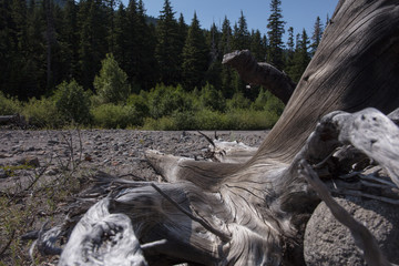 metallic drift fir wood texture