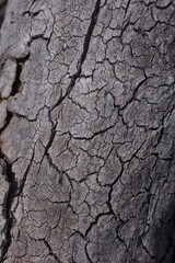 metallic drift fir wood texture