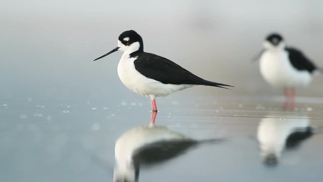Aquatic birds