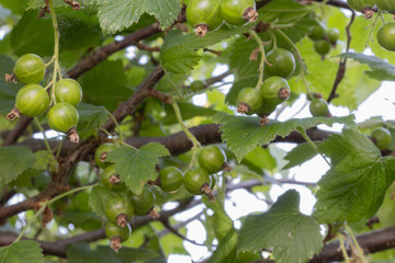  green currant