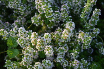 Kwitnąca macierzanka