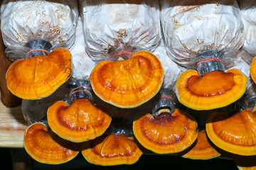 Mushroom cultivation : the cultivation of Lingzhi Mushrooms from spawn in farm.