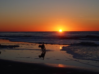 sunset and dog on a North Sea beach
