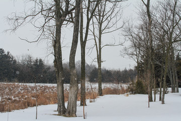 Kansas Winter