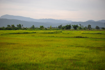 green rice seedlings in a paddy field, the sun setting over a mountain range in the background, rural scene in North Thailand.
