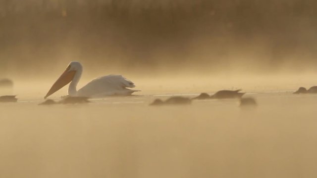 Aquatic birds