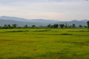 green rice seedlings in a paddy field, the sun setting over a mountain range in the background, rural scene in North Thailand.