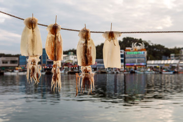 4 squids in drying with sea water and building background. 