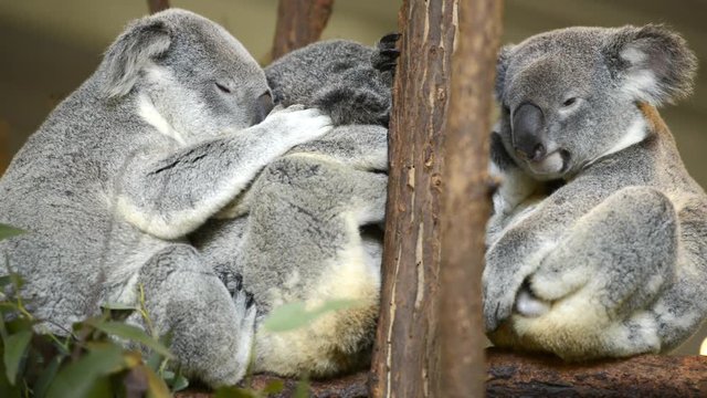 Three Australian Koalas in a tree resting during the day.