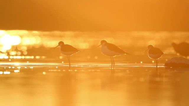 Aquatic birds
