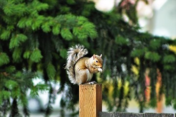 hungry squirrel on fence