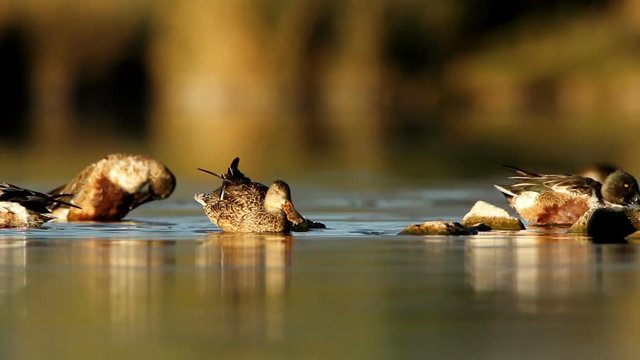 Aquatic birds
