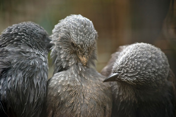three apostle birds preening