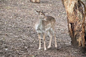Naklejka na ściany i meble a young deer with spots