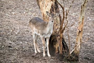 a young deer