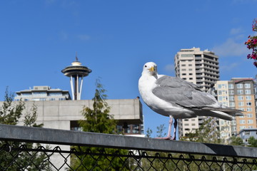 seagull on a post