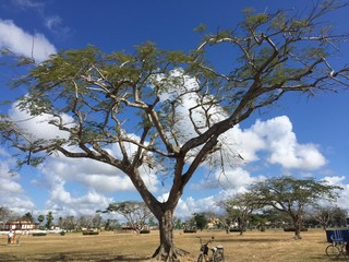 tree on the hill