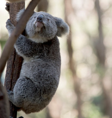 a young koala up a tree
