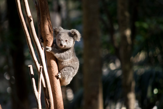a young koala up a tree
