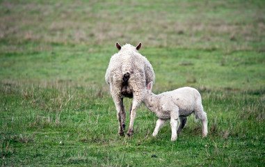 Obraz premium the lamb is suckling from the sheep