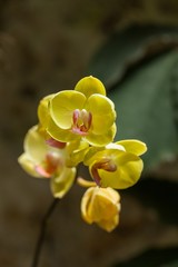 Obraz premium orchid flower