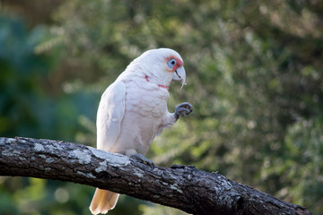 a long billed corella eating