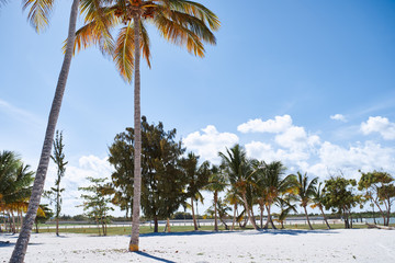 tropical beach with palm trees