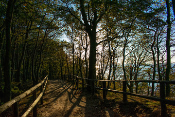 Bosque junto a la playa, acantilados