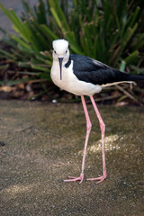 this is a black winged stilt