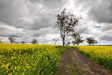 Fototapeta na wymiar Australian country scene with trees and road leading through a canola field