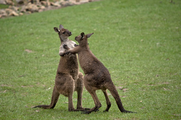 Naklejka na ściany i meble two western grey male kangaroos fighting