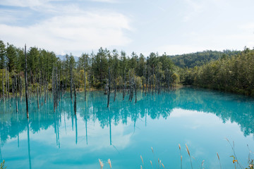 夏の青い池　美瑛町