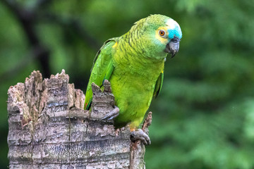 Papagaio verdadeiro