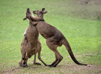 two western grey male kangaroos fighting