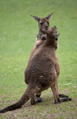 two western grey male kangaroos fighting