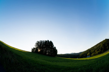 夕暮の丘とカラマツ林　美瑛町