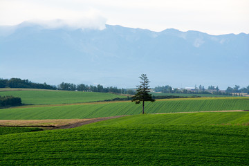 緑の野菜畑とマツの木　美瑛町