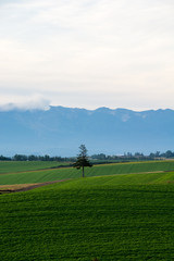 緑の野菜畑とマツの木　美瑛町