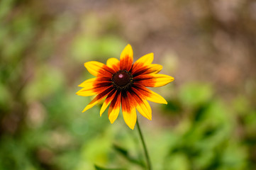 Orange and Yellow Daisy