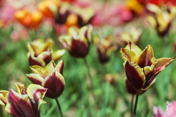 tulips garden