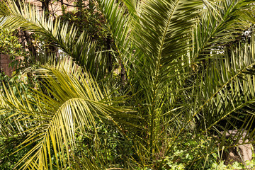 Exotic green palm tree in sunny day in Rome, Italy