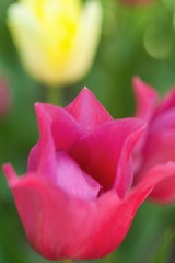 tulip